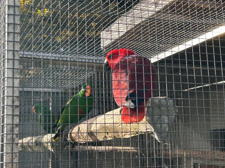 ❤️ Prachtig koppel edelpapegaaien van 2019/2020, Dieren en Toebehoren, Vogels | Parkieten en Papegaaien, Papegaai, Meerdere dieren