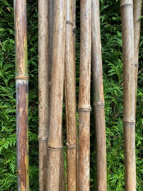 Bamboestokken, stevige, Tuin en Terras, Kweekspullen, Ophalen