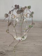 Stekjes ceropegia woodii variegata - string of hearts, Huis en Inrichting, Kamerplanten, Ophalen of Verzenden