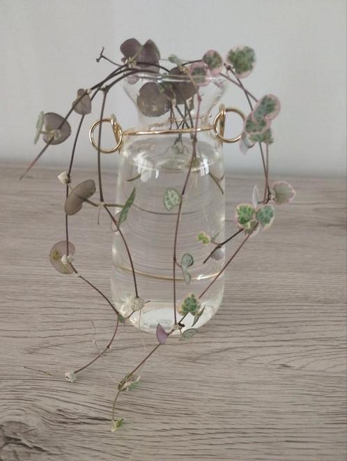 Stekjes ceropegia woodii variegata - string of hearts, Huis en Inrichting, Kamerplanten, Ophalen of Verzenden