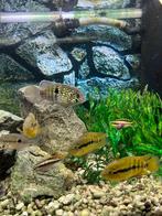 AQUARIUM STENEN GEZOCHT, Dieren en Toebehoren, Vissen | Aquaria en Toebehoren, Ophalen