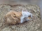 Cavia beer 10€/stuk, Dieren en Toebehoren, Juni, Mannelijk, Cavia