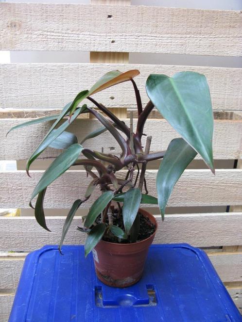 Philodendron roux, Maison & Meubles, Plantes d'intérieur, Autres espèces, Moins de 100 cm, Plante verte, Ombre partielle, En pot