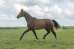 Talentvolle 2.5jarige  merrie, Dieren en Toebehoren, Paarden, Merrie, Dressuurpaard, 160 tot 165 cm, Onbeleerd