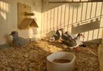 Diamant duifjes, Dieren en Toebehoren, Vogels | Duiven, Meerdere dieren, Overige soorten