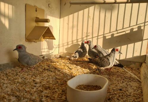 Diamant duiven, Dieren en Toebehoren, Vogels | Duiven, Overige soorten, Meerdere dieren