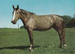 PAARD   4, Verzamelen, Postkaarten | Dieren, Paard, Gelopen, Verzenden, 1980 tot heden