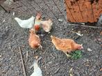 Faverolles kriel trio, Animaux & Accessoires, Plusieurs animaux, Poule ou poulet