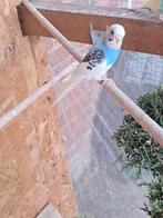 3 grasparkieten te koop. Geboren eind September, Dieren en Toebehoren, Vogels | Parkieten en Papegaaien