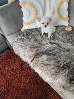 Prachtig klein chihuahua pupy teefje cream kleurig, Dieren en Toebehoren, Honden | Chihuahua's en Gezelschapshonden, België, Particulier