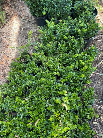 20 Lonicera planten voor 19€ !! beschikbaar voor biedingen