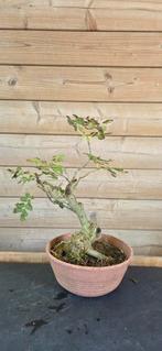 Bonsai. Els. Fraxinus., Ophalen, In pot