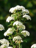 Spiraea ‘Albiflora’, Tuin en Terras, Planten | Struiken en Hagen, Ophalen of Verzenden