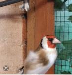Putters pop, Dieren en Toebehoren, Vogels | Kanaries