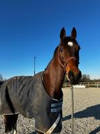 Paard te koop, Dieren en Toebehoren, Paarden, Springpaard, Gechipt, Ruin, 7 tot 10 jaar