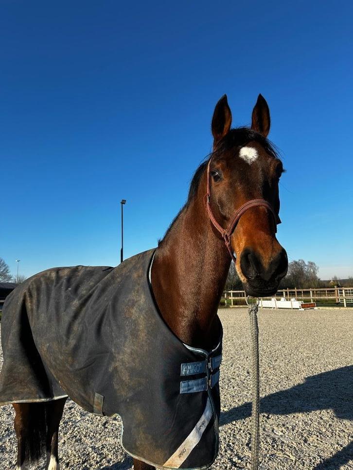 Paard te koop, Dieren en Toebehoren, Paarden, Ruin, 160 tot 165 cm, 7 tot 10 jaar, Springpaard, Met stamboom, Gechipt, Ontwormd