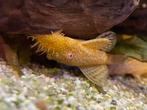 Albino ancistrusses, Vis, Zoetwatervis