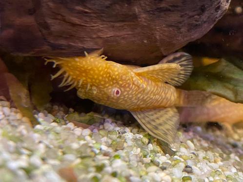 Albino ancistrusses, Dieren en Toebehoren, Vissen | Aquariumvissen, Zoetwatervis, Vis