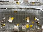 (lot) diverse kanaries fife fancy (enkel mannen), Dieren en Toebehoren, Vogels | Kanaries, Mannelijk, Postuurkanarie