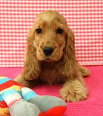 Supermooie Engelse Cocker pups!, Dieren en Toebehoren, Honden | Retrievers, Spaniëls en Waterhonden, 15 weken tot 1 jaar, Buitenland