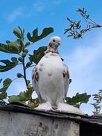 O469132432, Dieren en Toebehoren, Vogels | Duiven