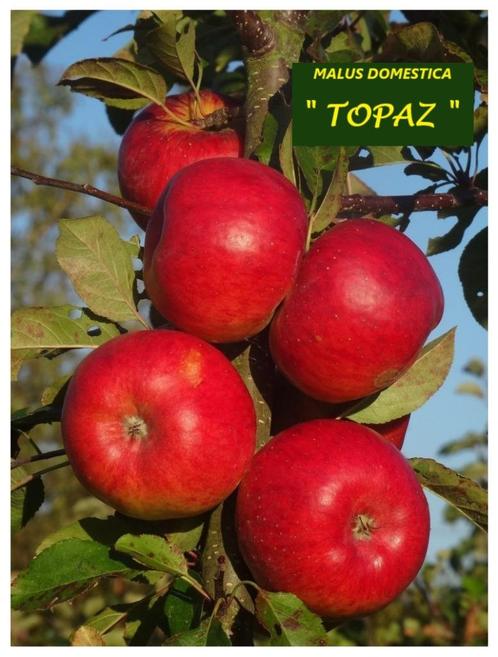 APPELBOMEN oa TOPAZ, IDARED, JONAGORED, ECOLETTE, SANTANA,.., Tuin en Terras, Planten | Fruitbomen, Appelboom, 100 tot 250 cm