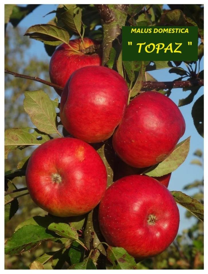 APPELBOMEN oa TOPAZ, IDARED, JONAGORED, ECOLETTE, SANTANA,.., Tuin en Terras, Planten | Fruitbomen, Appelboom, 100 tot 250 cm