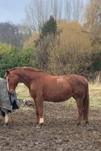 Wandel- / Recreatiepaard merrie, B, 11 ans ou plus, Avec pedigree, Jument