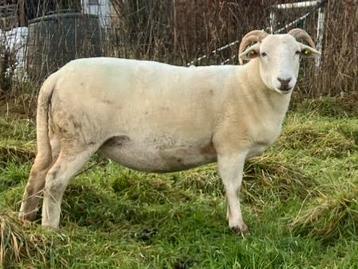 Wiltshire Horn import stamboek ooi beschikbaar voor biedingen