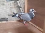 REIZIGER VAN HET TYPE JONGE DUIF, Dieren en Toebehoren, Vogels | Duiven, Vrouwelijk, Postduif