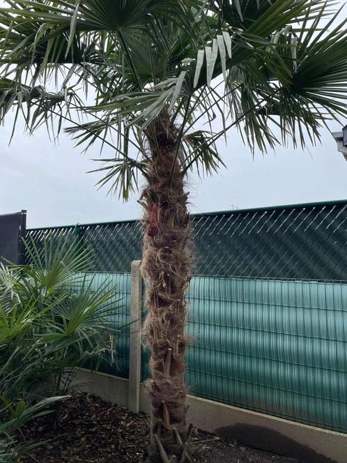 Palmboom Trachycarpus Fortunei, Tuin en Terras, Planten | Bomen, Palmboom, 250 tot 400 cm, Ophalen