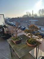 bonsai, Tuin en Terras, Ophalen