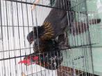 Zwart wit gepareld en zwarte sabelpootkrielen, Dieren en Toebehoren, Pluimvee