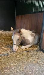 Mooie maat merrie 1,5 jaar, Dieren en Toebehoren, Paarden, Minder dan 160 cm, Niet van toepassing, 0 tot 2 jaar, Recreatiepaard