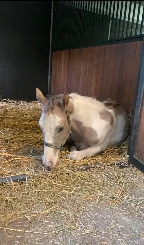 Mooie maat merrie 1,5 jaar, Dieren en Toebehoren, Paarden, Merrie, Niet van toepassing, Minder dan 160 cm, 0 tot 2 jaar, Recreatiepaard