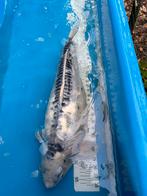 55 cm shusui koi, Dieren en Toebehoren, Vissen | Vijvervissen, Karper of Koi