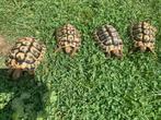 Testudo hermanni boetgerie 8 vrouwen van 2017, Schildpad, 7 tot 10 jaar