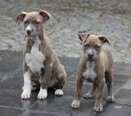 Amerikaanse Stafford pups, Dieren en Toebehoren, België, CDV (hondenziekte), 8 tot 15 weken, American Staffordshire Terriër