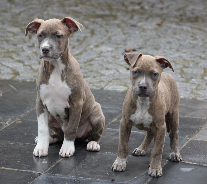 Amerikaanse Stafford pups, Dieren en Toebehoren, Honden | Jack Russells en Terriërs, Meerdere dieren, American Staffordshire Terriër