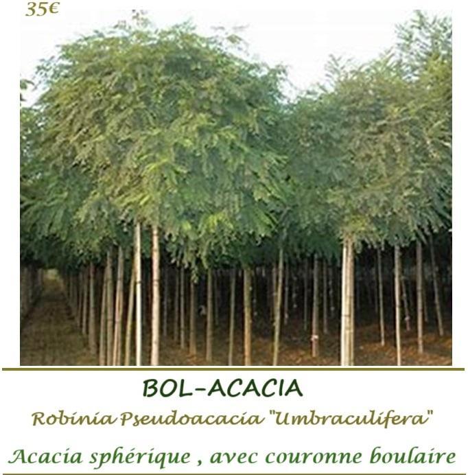 BOL-ACACIA'S HOOGSTAMMEN (Robinia pseudoacacia Um.) 35€/stuk, Jardin & Terrasse, Plantes | Arbres, Arbre à bulbes, 250 à 400 cm
