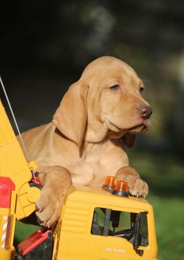 Vizsla pups  beschikbaar voor biedingen