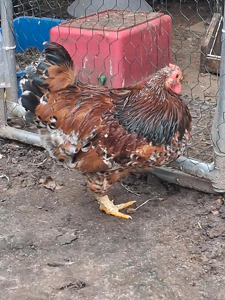 Haan, Dieren en Toebehoren, Pluimvee, Kip