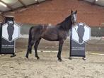 3 jarige Bwp ruin te koop, Dieren en Toebehoren, Paarden, Met stamboom, Springpaard, Ruin, 3 tot 6 jaar