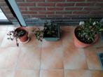 3 plantes, Maison & Meubles, Plantes d'intérieur, Enlèvement