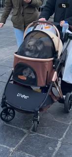 Wolfspitz x Japanse Spits, Dieren en Toebehoren, België, Particulier, 15 weken tot 1 jaar, Parvo