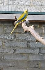 Elegantparkiet man, Dieren en Toebehoren, Vogels | Parkieten en Papegaaien