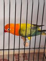 Agapornis fischerie, Sexe inconnu, Perroquet nain ou Inséparable, Bagué