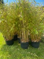 10 fargesia rufa 1 meter nu maar €15 !!!, Tuin en Terras, Ophalen