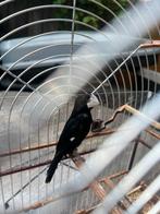 Twatwa brashong kiauw slag 2020, Mannelijk, Tropenvogel, Geringd