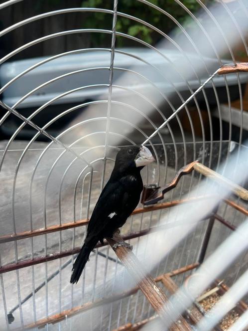 Twatwa brashong kiauw slag 2020, Dieren en Toebehoren, Vogels | Overige Vogels, Tropenvogel, Mannelijk, Tam, Geringd